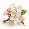 Apple Tree Blossom