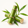 Bamboo