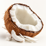 Coconut Accord