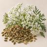 Anise