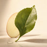 Apple Leaf