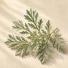Artemisia