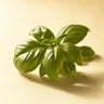 Basil