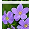 Bellflower