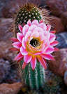 Cactus Flower