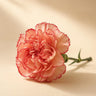 Carnation