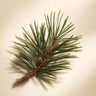 Cedar Needles