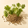 Coriander