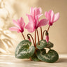 Cyclamen