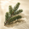 Fir