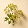 Galbanum