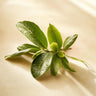 Green Notes