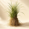 Haitian Vetiver