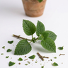 Indonesian Patchouli Leaf