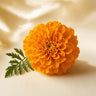 Marigold
