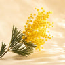 Mimosa