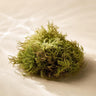 Moss