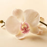 Orchid