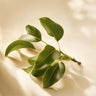 Pear Leaf