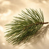 Pine Tree Needles