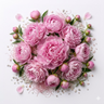 Pink Peony