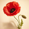 Red Poppy
