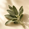 Sage