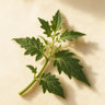 Tomato Leaf