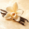 Vanilla Orchid