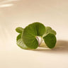 Violet Leaves