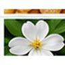 White Flowers