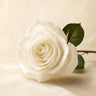 White Rose