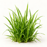 Grass