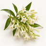 Night-Blooming Jasmine