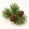 Pine Tree