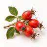 Rose Hip