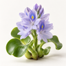 Water Hyacinth