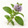Water Mint