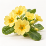 Yellow Primrose